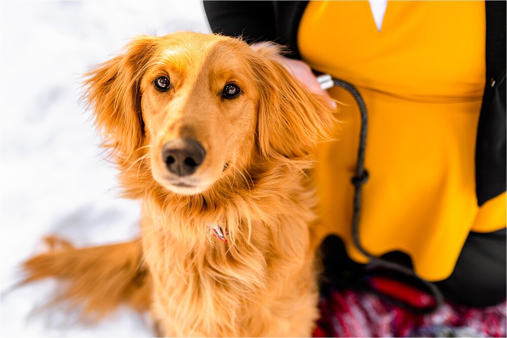 dog-snow-yellow.jpg